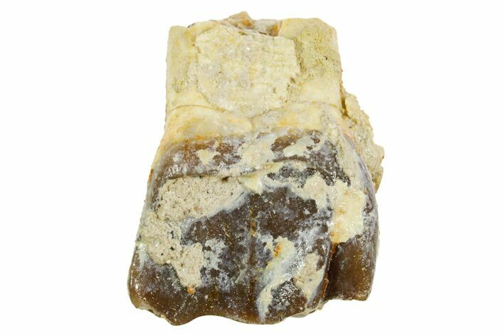 Fossil Running Rhino (Hyracodon) Tooth - South Dakota #364416